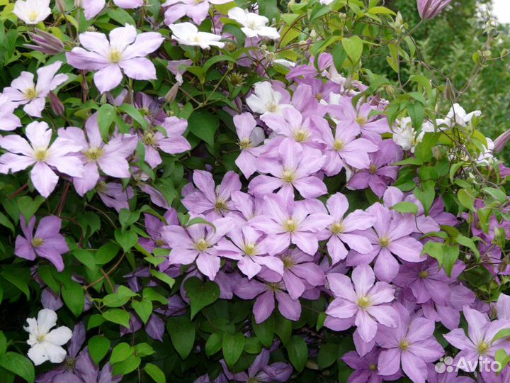 Клематисы