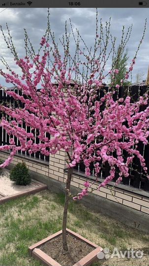 Туя Смарагд