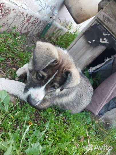 Собака в добрые руки бесплатно