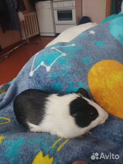 Морская свинка