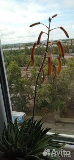 Алоэ остистое (аристата)