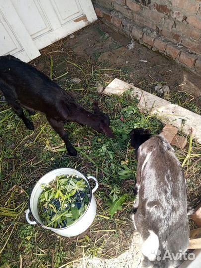 Козы молодые