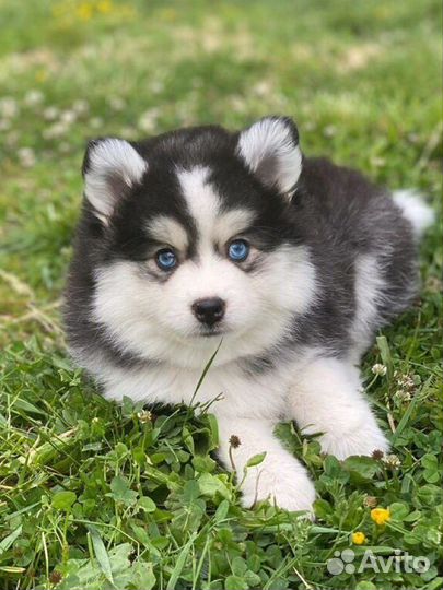 Той размер помски- померанский мини хаски