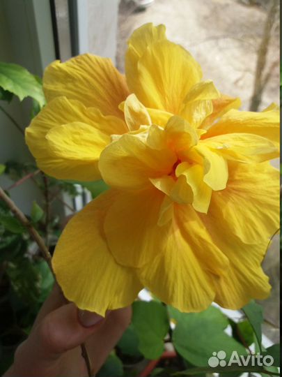 Махровые гибискусы и многое другое