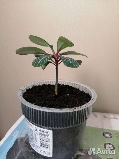 Пальма и терновник