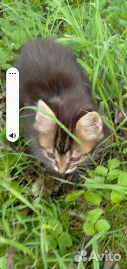 Котята в добрые руки бесплатно