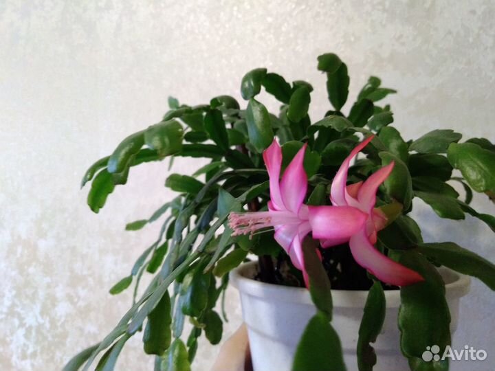 Декабрист Шлюмбергера розово-белый