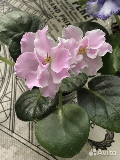 Стартеры фиалок