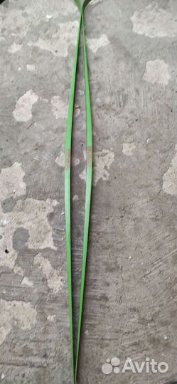 Лыжи беговые новые СССР Karelya