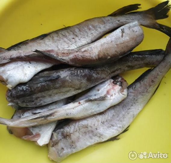 Минтай свежего улова