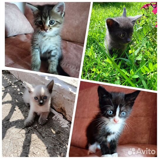 Котята в дар в добрые руки