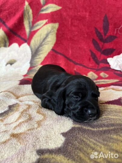 Щенки таксы и спаниеля