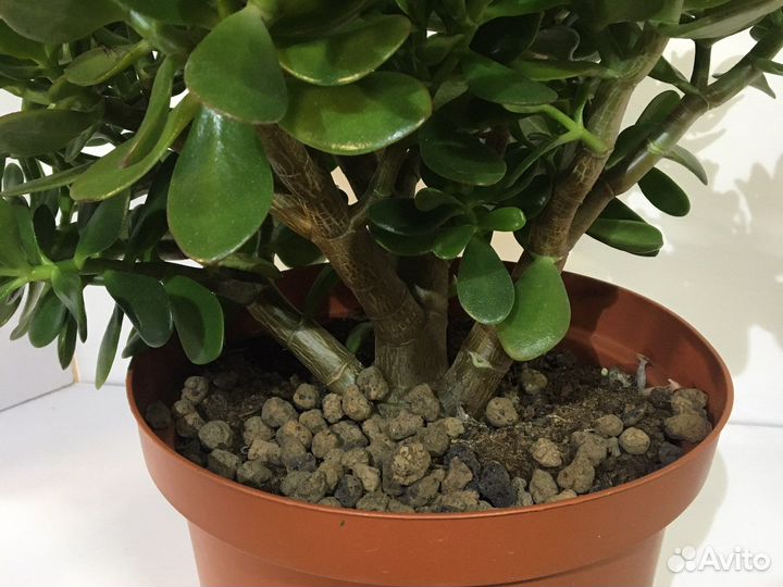 Денежное дерево большое