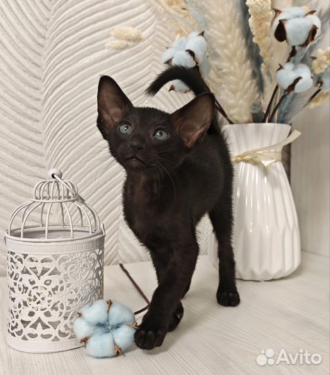 Ориентальные котята