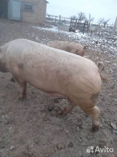 Кабан ландрас