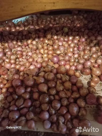 Лук шалот,лук шнитт,чеснок,лук репчатый в косах