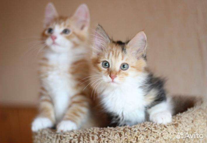 Трехцветочка и рыжий котенок в дар
