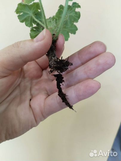 Сортовая пеларгония уг Айгуль, Denise