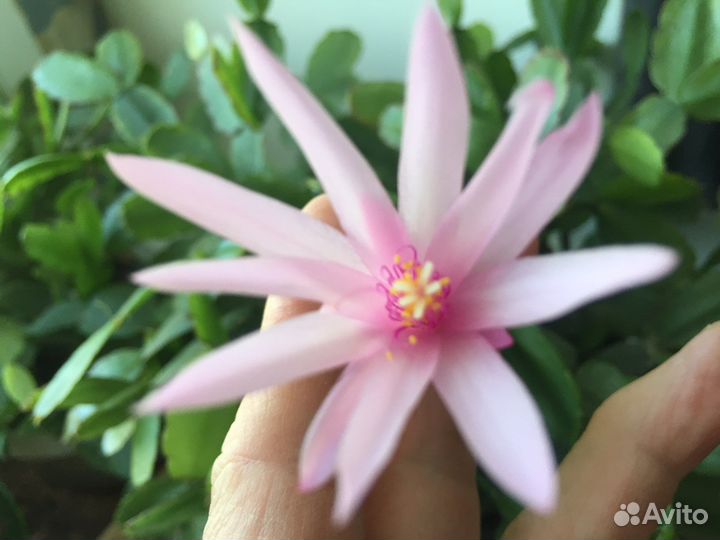 Рипсалидопсис