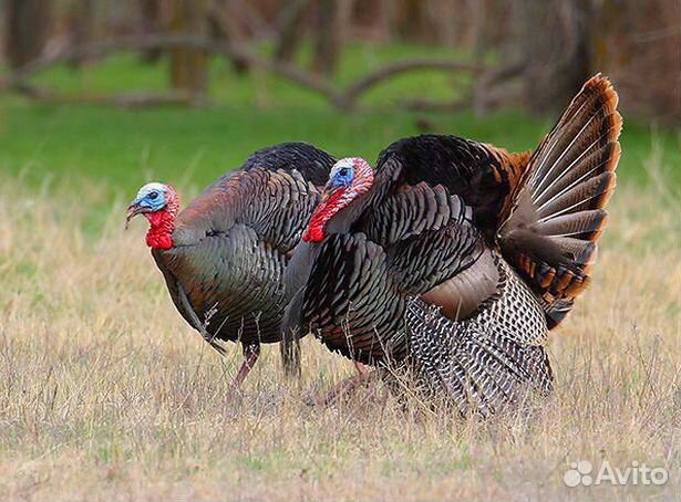 Инкуб-е яйцо индейки Hybrit Converter и Bronze-708