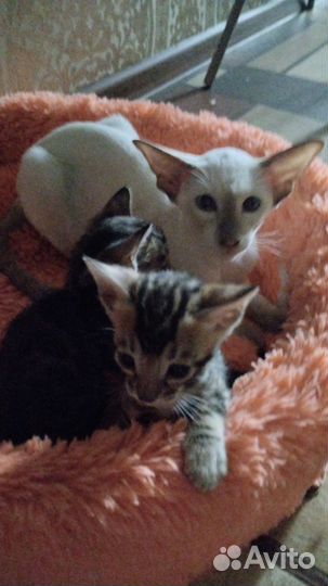 Бенгальские