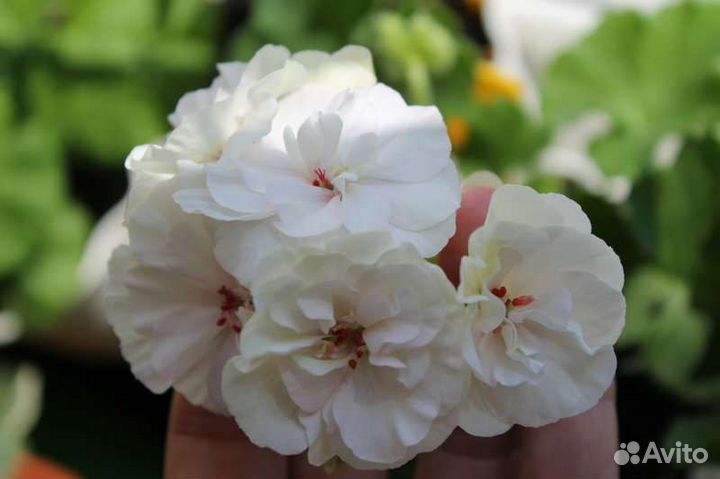 Сортовые пеларгонии