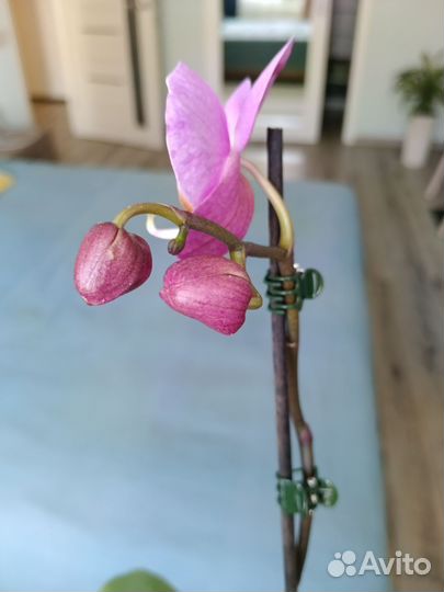 Phal.Jiuhbao Angel (Peloric 3- lips)