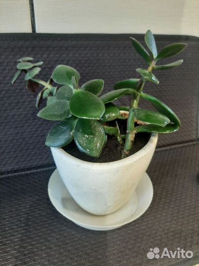 Денежное дерево(крассуля)