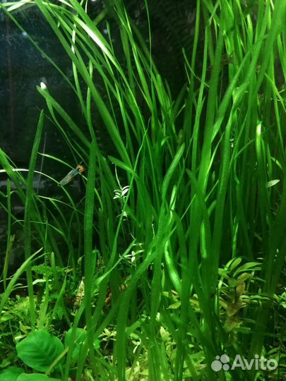 Гуппи, улитки