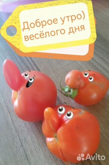 Рассада томатов и острых перцев