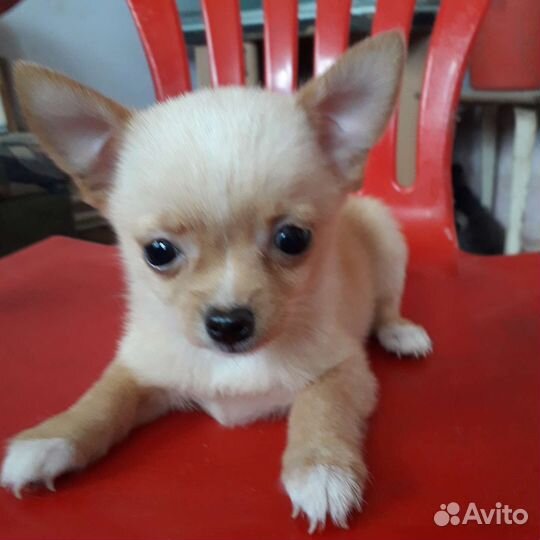 Щенки чихуахуа мини