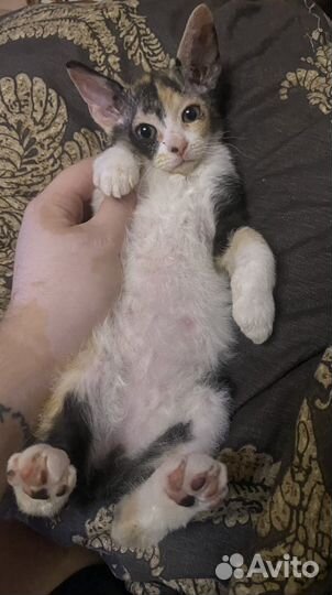 Котята канадского сфинкса