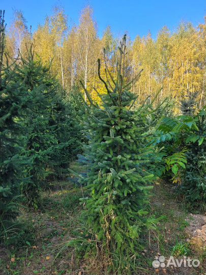 Ель сербская