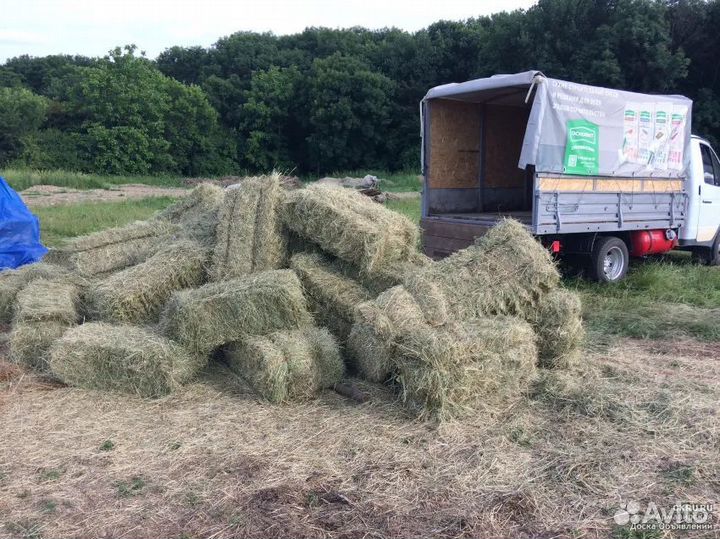 Луговое Сено