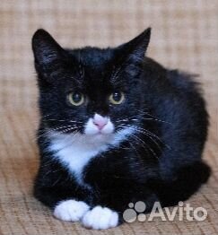 Трогательная крошка кошечка Бонни (3мес.)ищет дом