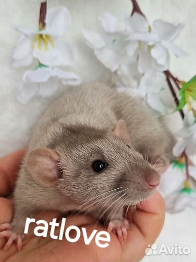 Крысята крысы сильвермейн от ratlove