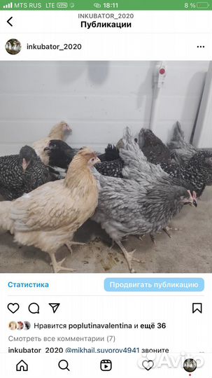 Утки и т.д