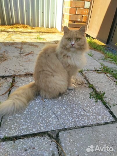 Кошки бесплатно