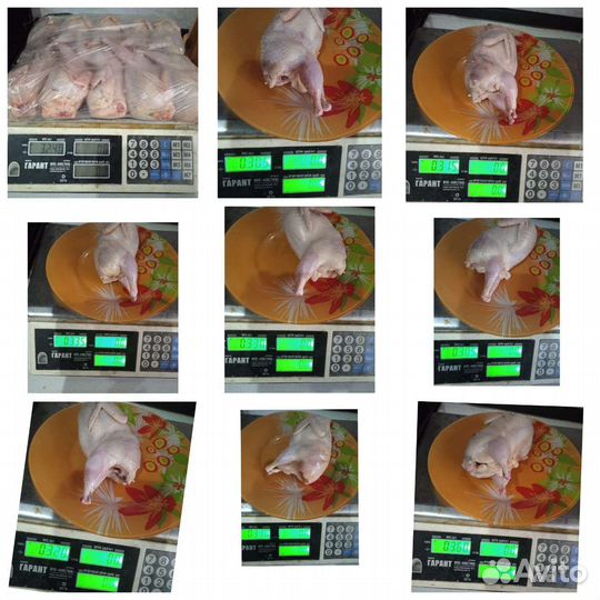 Перепела домашние