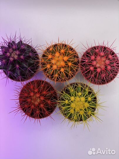 Кактусы микс