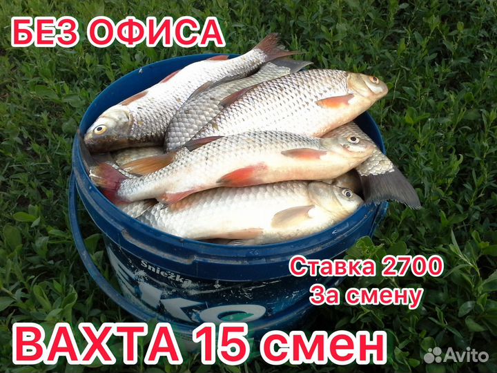 Работа вахта жилье и питание 15 смен