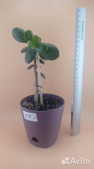 Крассула (Толстянка, Денежное дерево)