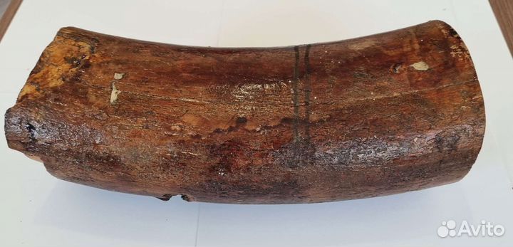 Бивень мамонта