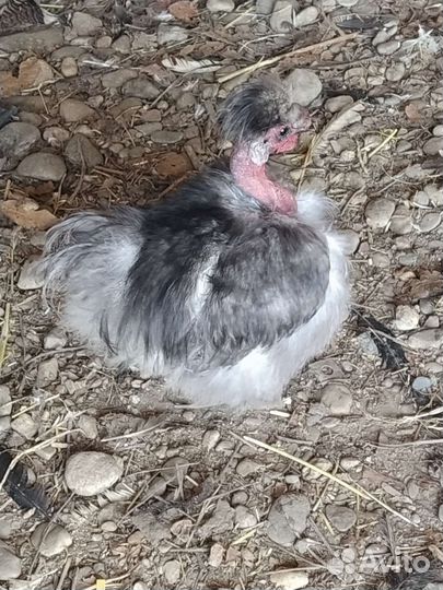 Инкубационные яйца карликовых кур