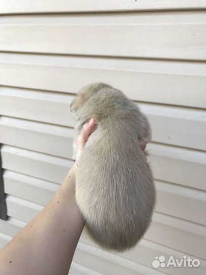 Щенок Хаски