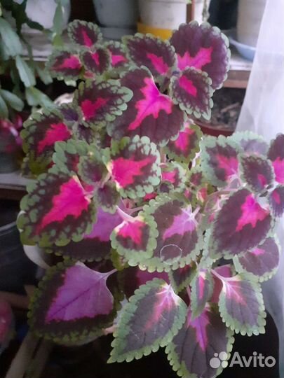 Комнатые растения