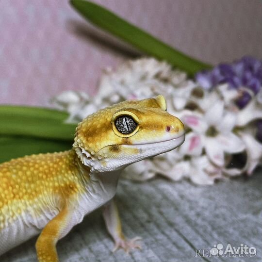 Эублефар и Гемитеконикс