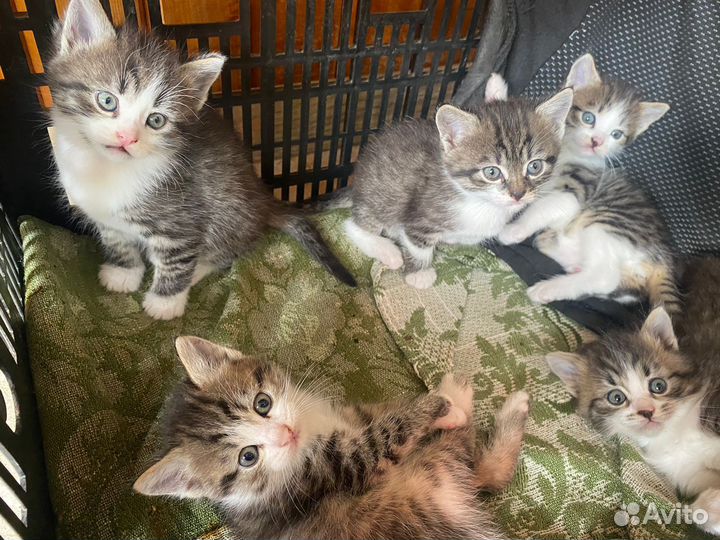 Котята в добрые руки