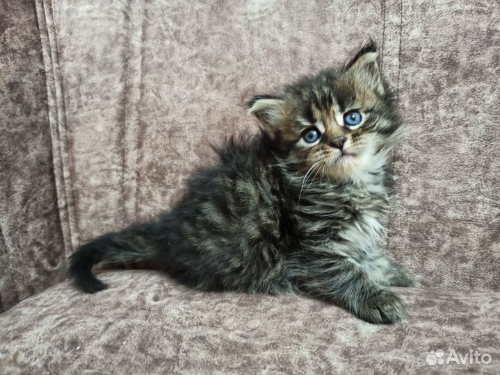 Котята мейн-кун