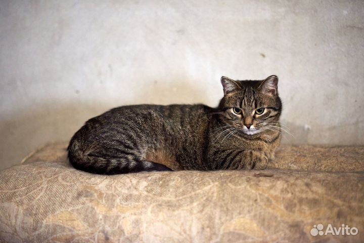 Молодой кот Василий ищет дом